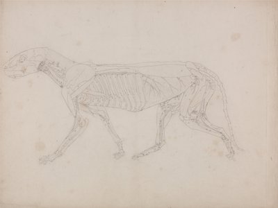 Vergleichende anatomische Darstellung der Struktur des menschlichen Körpers mit der eines Tigers und einer Kuh von George Stubbs